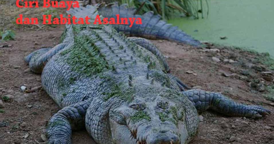 8 Ciri Buaya  dan  Habitat Asalnya Hewan  Reptil 