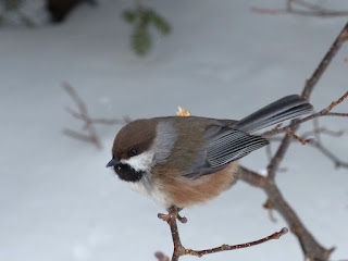 Poecile hudsonicus - Mésange à tête brune