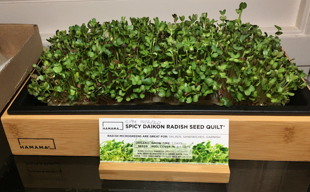 Hamama microgreens germinated seed quilt in tray with decorative bamboo grow tray frame and seed quilt label holder