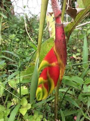 Patujú - Heliconia rostrata