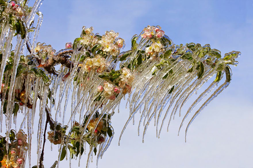 #18 Icicles On The Blooming Apple Tree - 24 Beautiful Ice And Snow Formations That Look Like Art