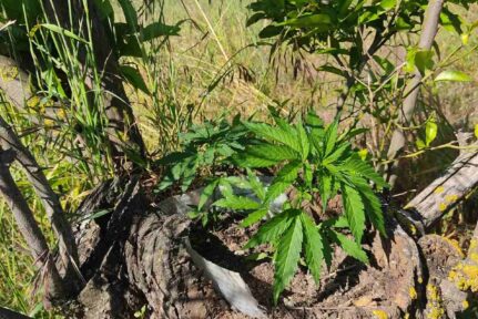 69χρονος καλλιεργούσε κάνναβη σε κουφάλα δέντρου στην ΚΑΛΑΜΑΤΑ