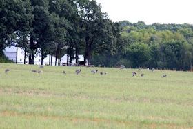 sandhill crane flocks, August 30, 2013