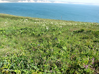 flowers on the headlands, Point Reyes National Seashore, CA
