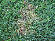 Dollar Spot is one of the most easily identified diseases in turf.