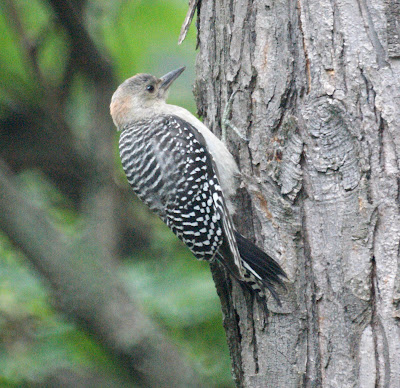 Juvenile Red Bellied Woodpecker