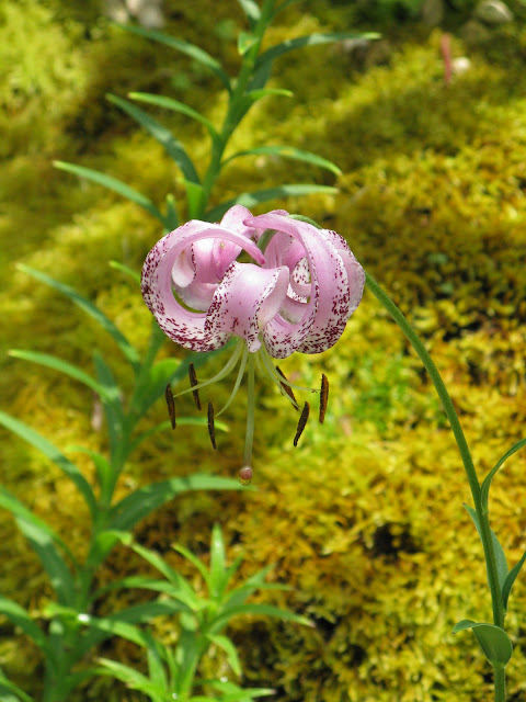 Лилия ланконгская / Лилия Нины (Lilium lankongense, =Lilium ninae)