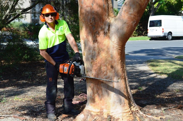 stump removal