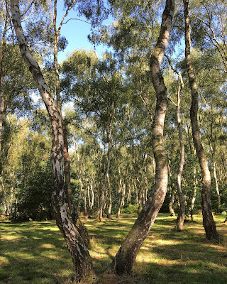 Sherwood Forest, birch trees, picnic