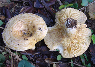 lactarius zonarius, enganyapastors