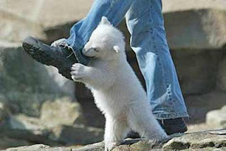 Funny Polar Bear