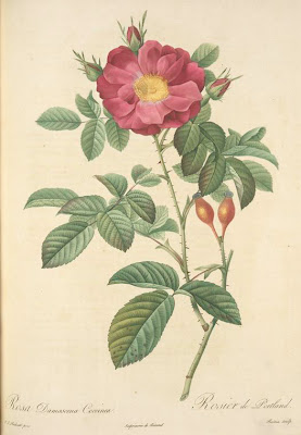 Rosa Damascena Coccinea