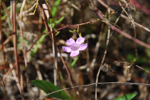 Big Bend Wildlife Management Area