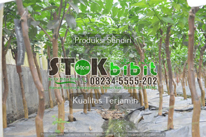 Ketapang                                    pohon ketapang laut