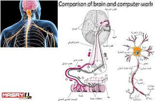 Comparison of brain and computer work مقارنة بين عمل الدماغ والحاسوب الفرق بين ذاكرة الإنسان وذاكرة الكمبيوتر