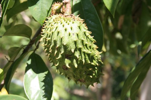 BOMBA994: Durian Belanda Penawar Kanser