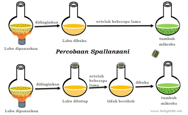 percobaan Spallanzani