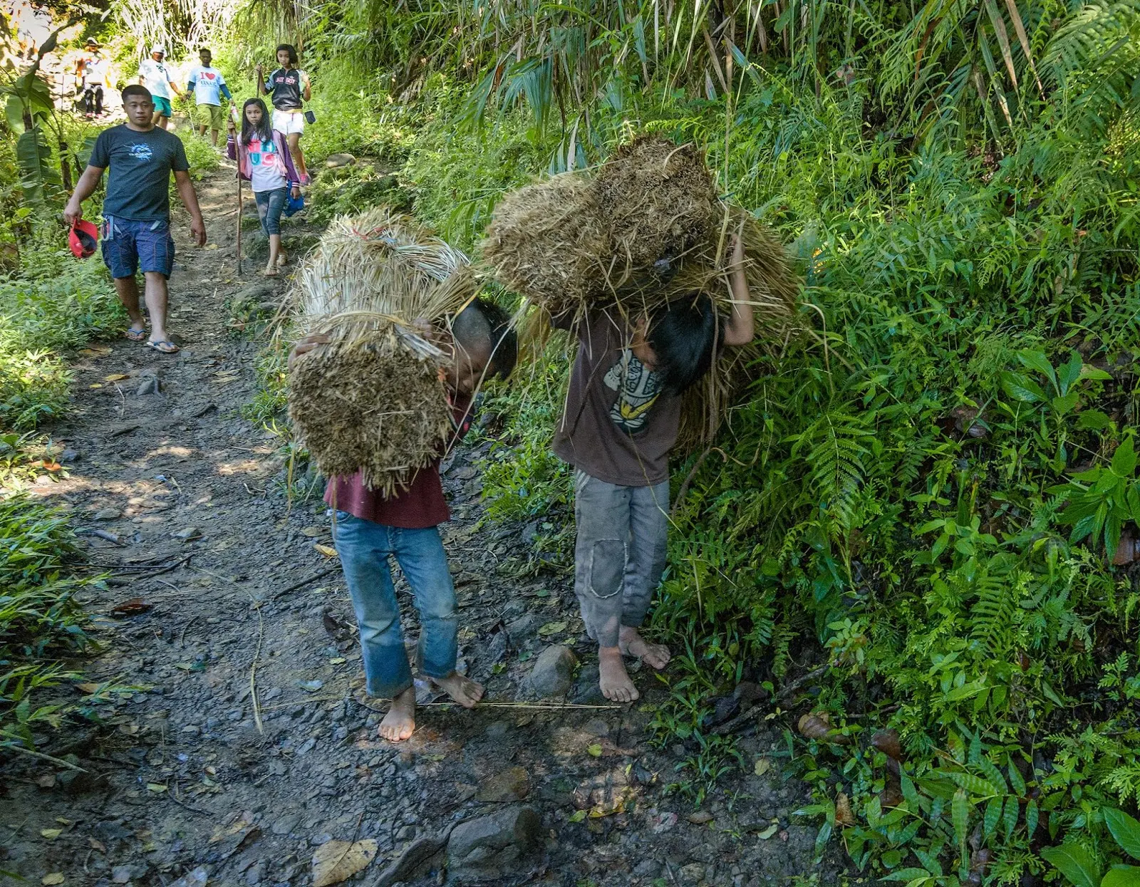 8th Wonder of the World Batad Rice Terraces Ifugao Cordillera Administrative Region Philippines Two Batad Kids Resume Carrying Dried Rice Straws