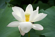 Lotus Flower # 7 (white lotus flower )