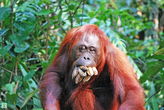 Orangután en Paruqe Nacional de Tanjung Puting, Indonesia