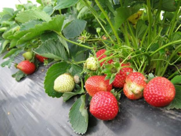 Download this Kebun Strawberry Ciwidey picture