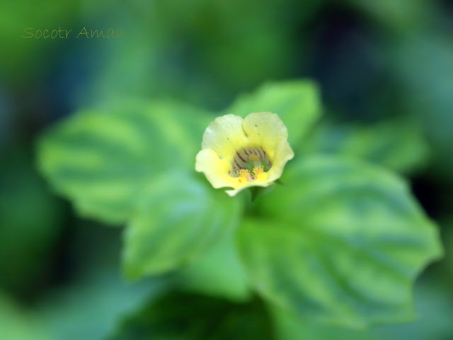 Mimulus nepalensis