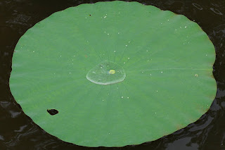 Lilypad with water pooled on top