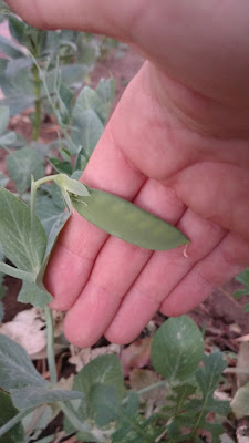 Cascadia Pea Pod, young