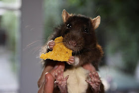 rat eats snack, funny animal pictures, animal photos, funny animals