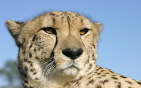 cheetah big cat