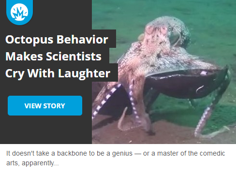  Octopus Behavior Makes Scientists Cry With Laughter