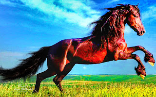 Horse Animals Beutifu wallpaper HD quality status instagram facebook free download mobile Desktop