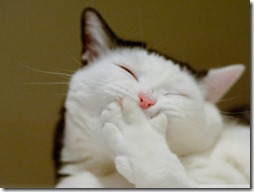 gatos divertidos buscoimagenes (1)