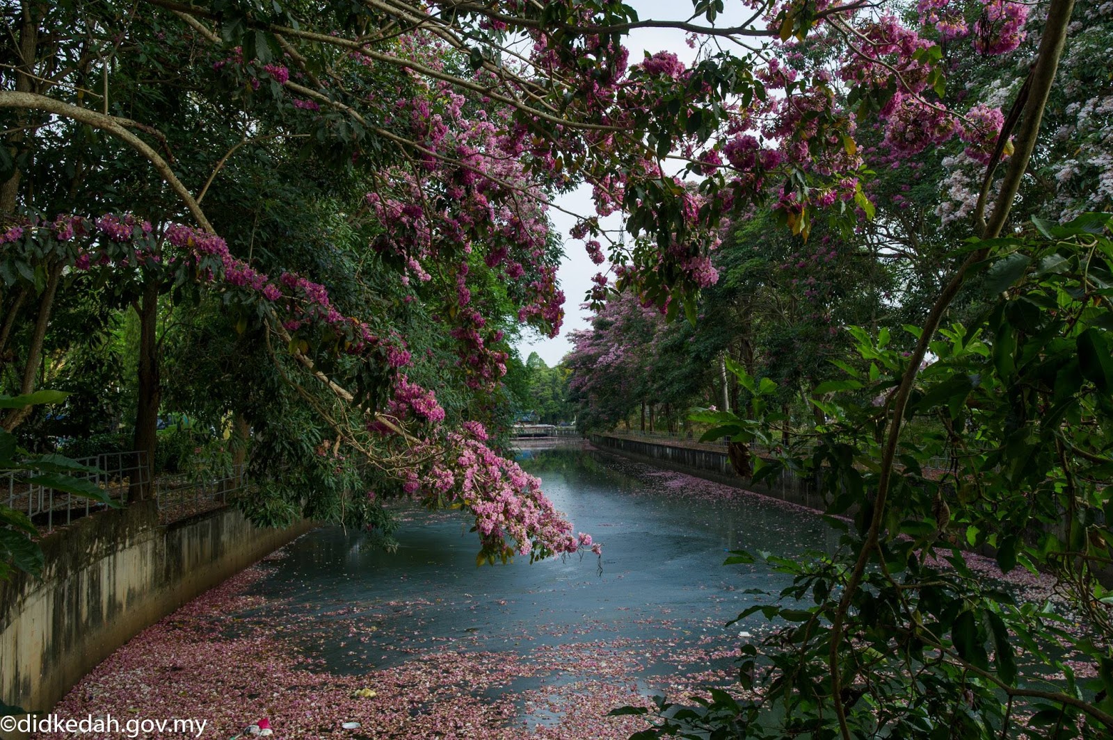 Bunga Sakura Malaysia di merata tempat menarik perhatian ...