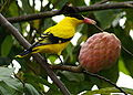 burung kepodang emas, kicau kepodang emas,