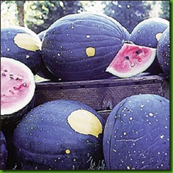 Melancia Moon & Stars Vermelha