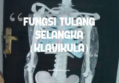 tulang yang membentuk sistem rangka penopang tubuh manusia 5+ Fungsi Tulang Selangka (Gambar Lengkap)
