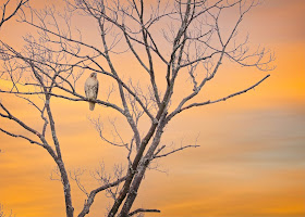 Immature red-tailed hawk.