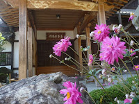 善峯寺本坊玄関前の秋明菊