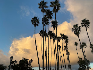 Palm trees, silhouette by Paul Carter