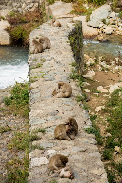 cestování po světě, blog, japonsko, tokyo, tokio, opičí lázně, koupající opice, snow monkey park