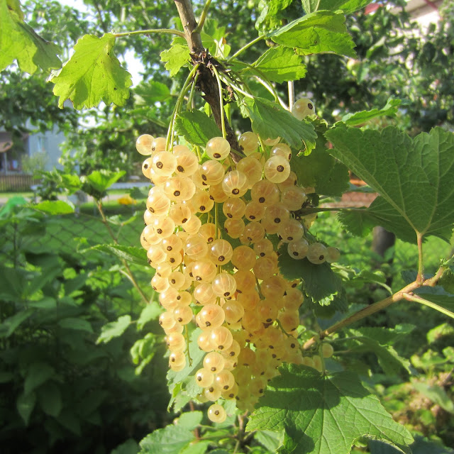 Lithuanian berries