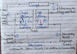 Flow chart of heart