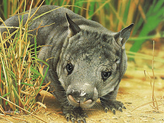 Wombat Wallpapers