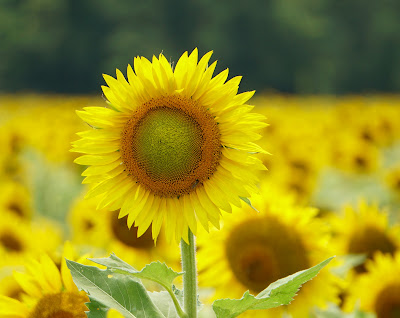 Sunflower with Blurred Background