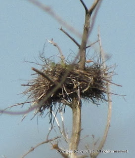 Great Blue Herons