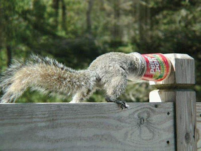 funny squirrels. Funny squirrels | Curious