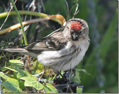 5 Redpoll-2