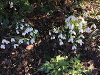 Photo by Sheila Webber of snowdrops in February 2024
