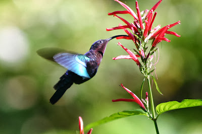 Purple throated carib, Hummingbird.